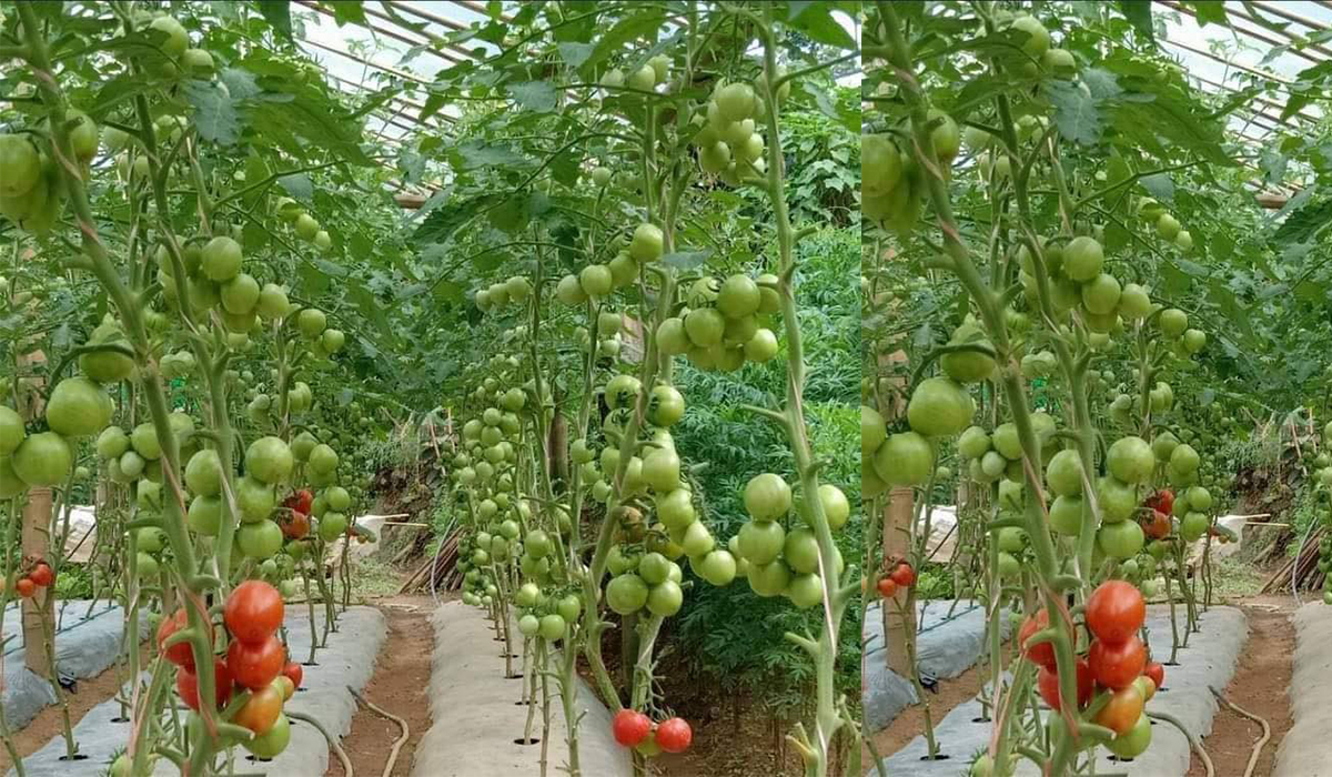 तरकारी खेतीबाट नाम र दाम कमाउँदै पदम